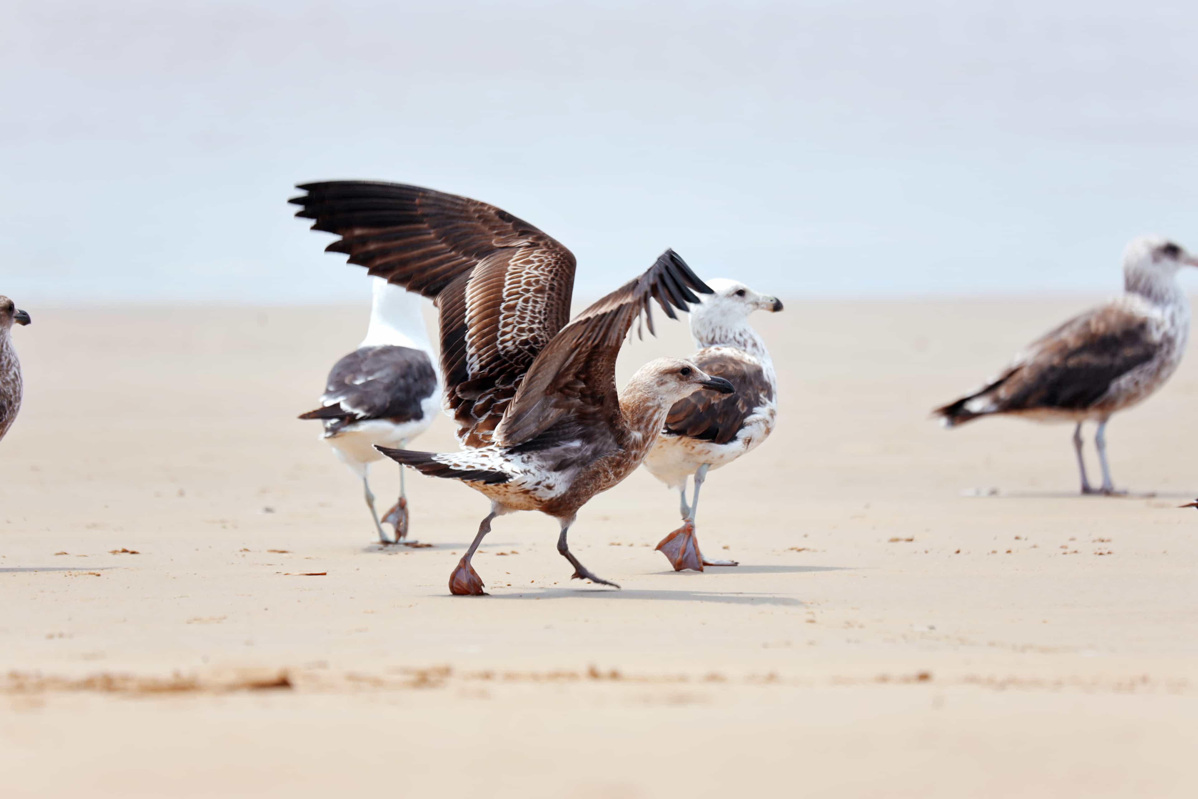 Birds