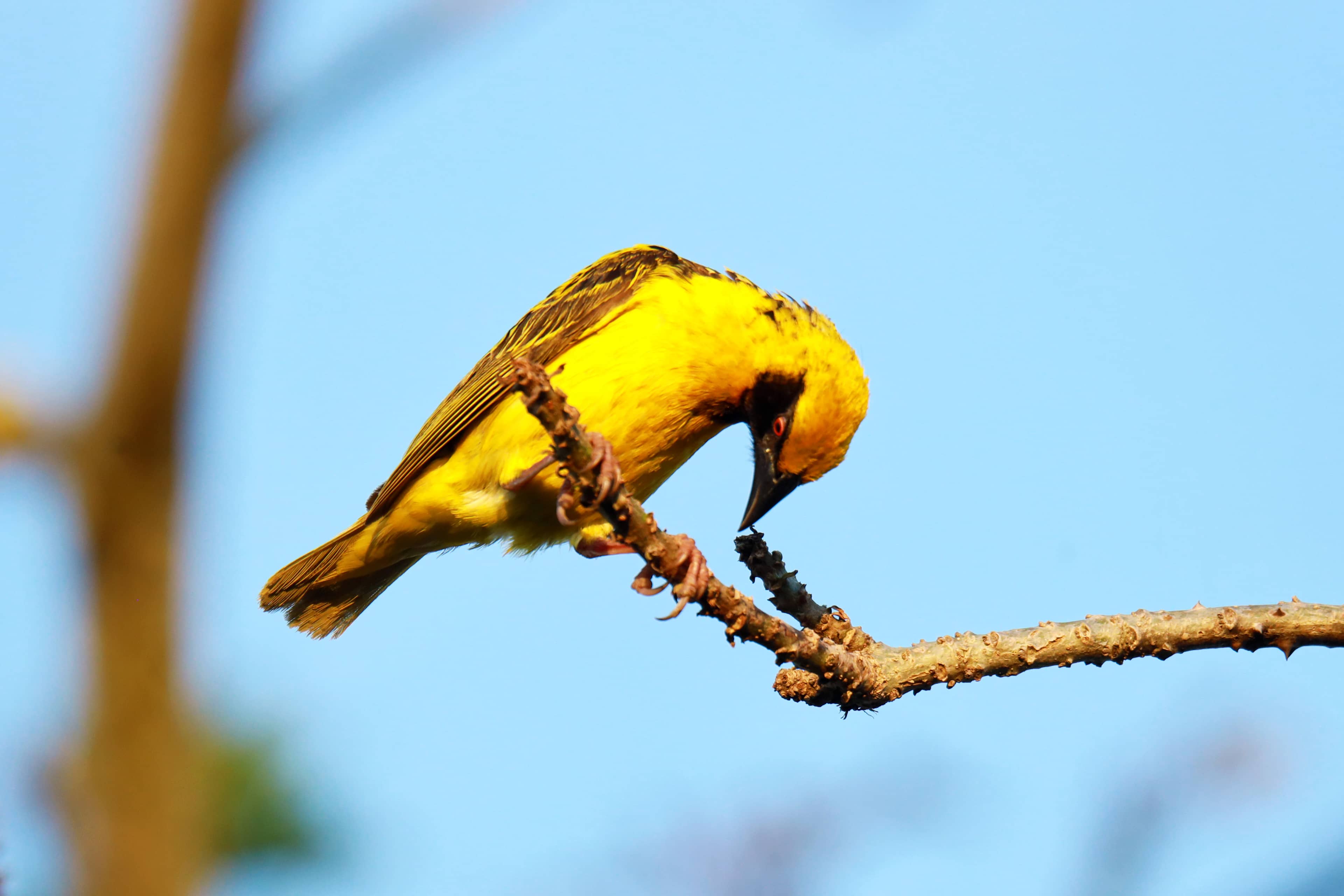Birds
