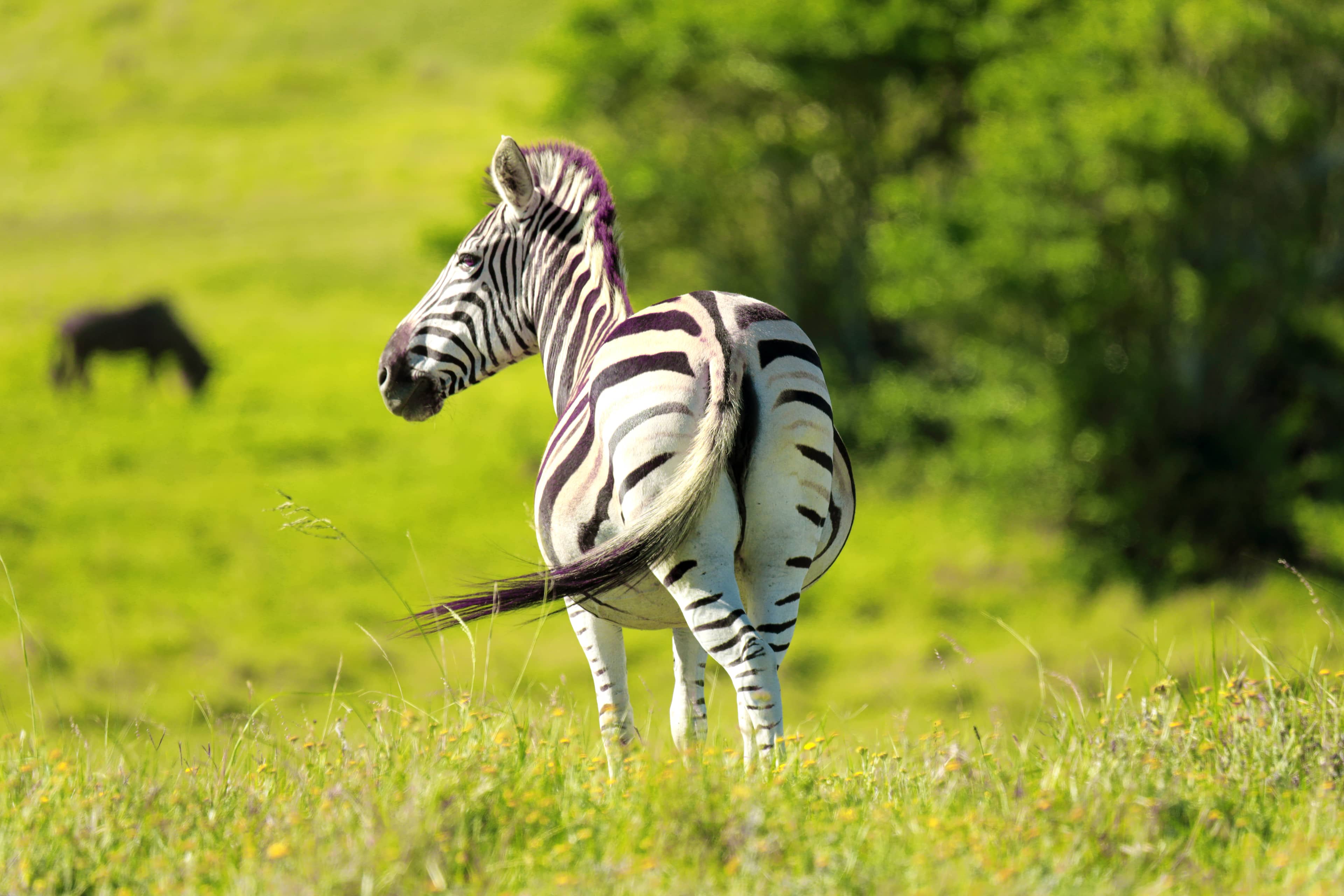 Grazing Animals